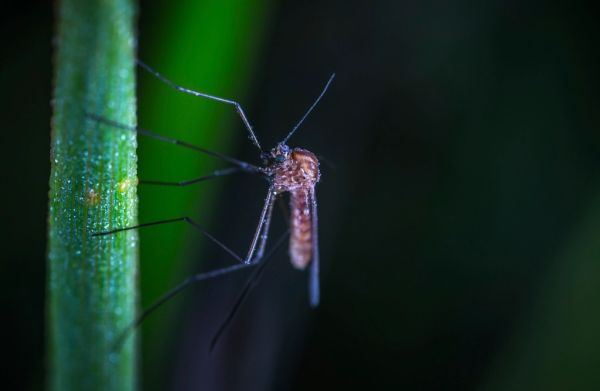Mosquito transmissor da dengue numa folha
